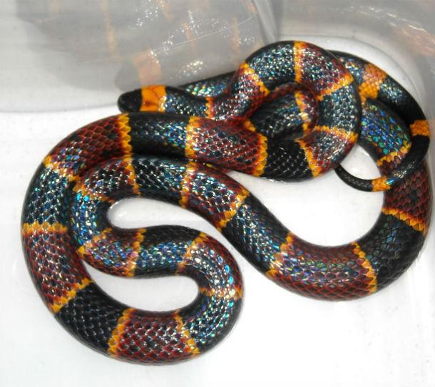 Koraļļu čūskanbspKoraļļu čūska... Autors: Testu vecis 20 indīgākās čūskas pasaulē