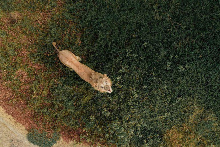 Lauva amp drons Autors: zeminem 20 labākās dronu fotogrāfijas no 2018. gada. Iespaidīgi kadri!