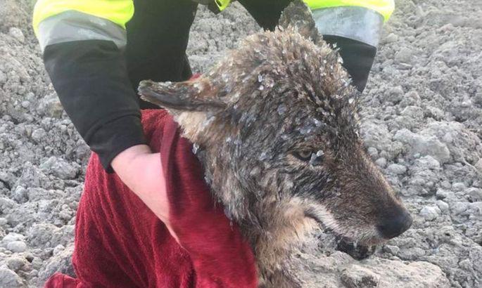 Pēc nosaluscaronā dzīvnieka... Autors: matilde Igaunijā izglābj slīkstošu suni - taču tas patiesībā izrādās vilks
