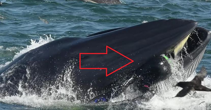 Fotogrāfs un nirscaronanas... Autors: Lestets Valis nejauši norija ūdenslīdēju un vēlāk to izspļāva