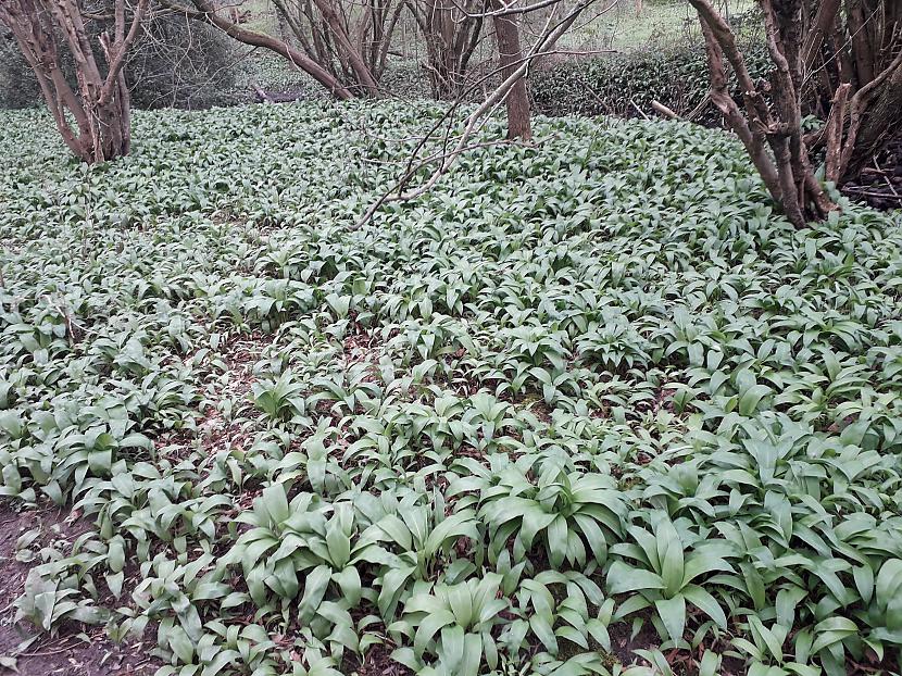Meža sīpolu audzes Ēdami... Autors: Griffith Šodienas foto, Malvernas apkārtne, labības lauki.