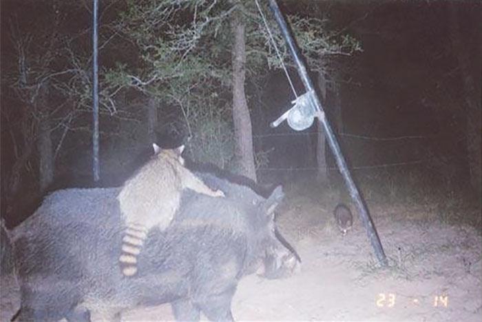 Jenots vizinās uz mežacūkas Tā... Autors: Lestets Kad neviens neskatās, savvaļas dzīvnieki dara dīvainas lietas