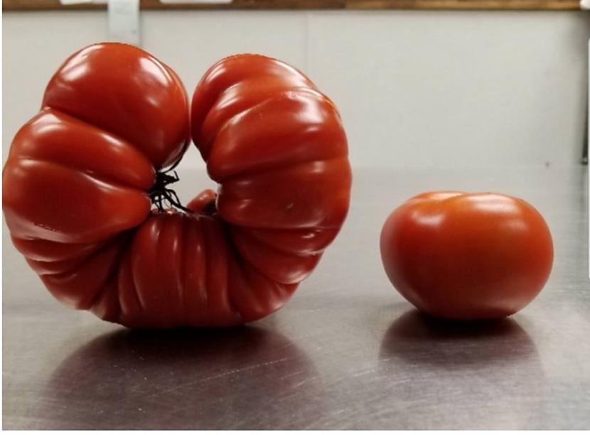 Daba radījusi tomātu kurscaron... Autors: The Diāna 21 skaists attēls, ko redz tikai vienu reizi dzīvē