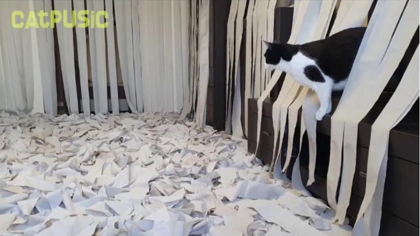 nbspInteresants fakts Pusiks... Autors: matilde Interneta hits: Kaķis jūk prātā telpā, kas ir pārpildīta ar tualetes papīru