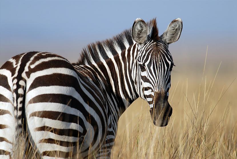 Zebras ir melnas vai... Autors: The Diāna Atbildes uz jautājumiem, par kuriem prātoji jau sen