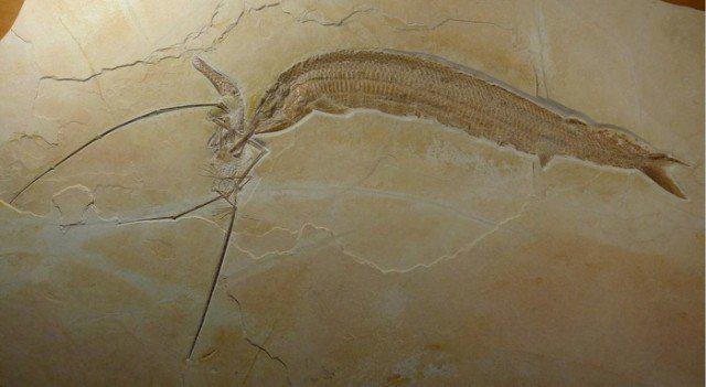 Bildē ir redzama fosilija... Autors: nikrider Juras perioda traģēdija. Pterozaurs medīja zivi, bet zivs medīja viņu.