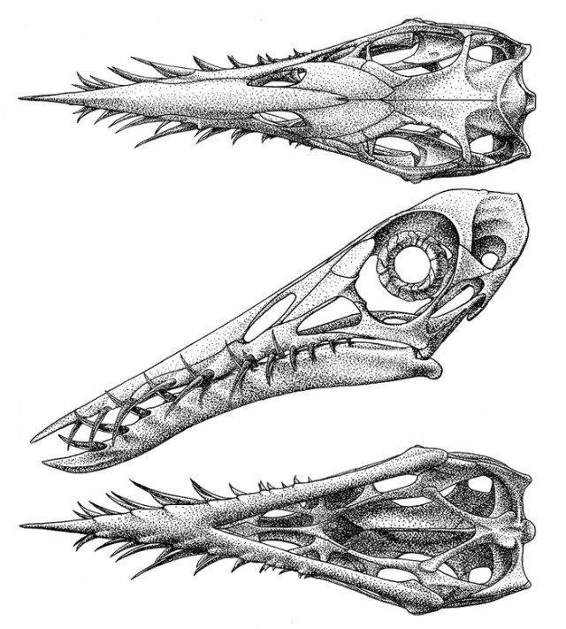Ramforinha galvaskauss  zobi... Autors: nikrider Juras perioda traģēdija. Pterozaurs medīja zivi, bet zivs medīja viņu.