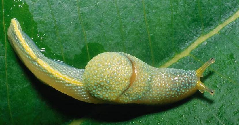 Garastainais gliemezisScaronī... Autors: Lestets 8 neparasti dzīvnieki, kas pārsteidz zinātniekus