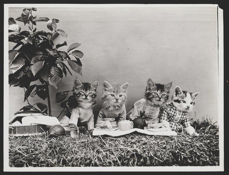 Pikniks Autors: Lestets Retro bildes ar kaķiem, kas dara ikdienišķas cilvēku lietas