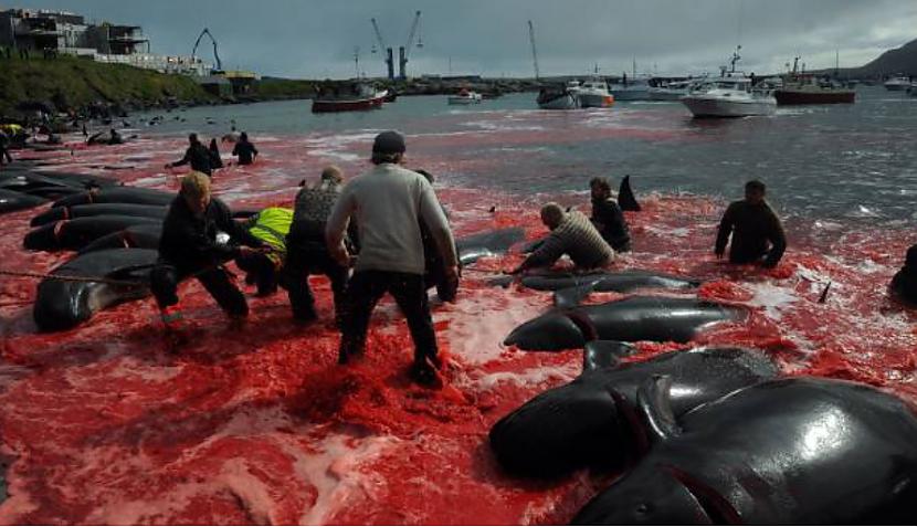 nbspFēru salas ir autonoma... Autors: matilde Ikgadējā vaļu slepkavošana Fēru salās pārvērš jūru asinssarkanā krāsā