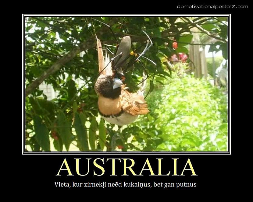 Tikai zirneklis kas pārtiek no... Autors: Lestets 12 pierādījumi tam, ka Austrālijai ir jāpaliek tur tālu apakšā