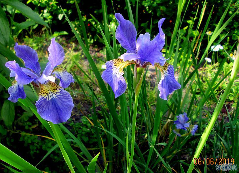 Sīkziedu gaiscaroni zilais... Autors: rasiks Atkal manas puķes