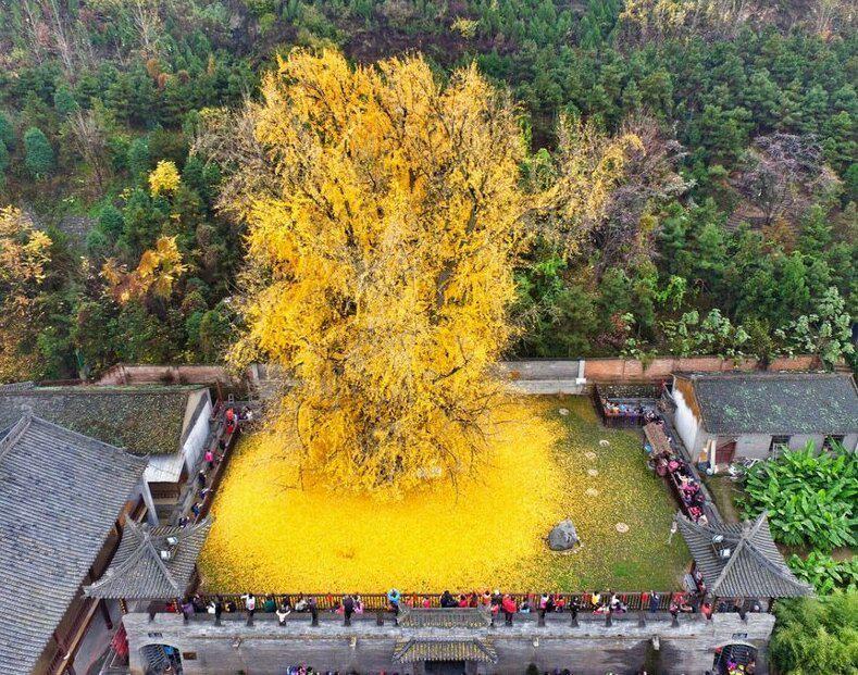 Ķīnā ir senais Ginkgo koks... Autors: nikrider 15 interesanti fakti par visu šajā pasaulē, kurus ne visi zina