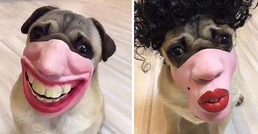 nbspPet Entertainment... Autors: matilde Interneta hits: Suņu uzpurņi ar cilvēka seju