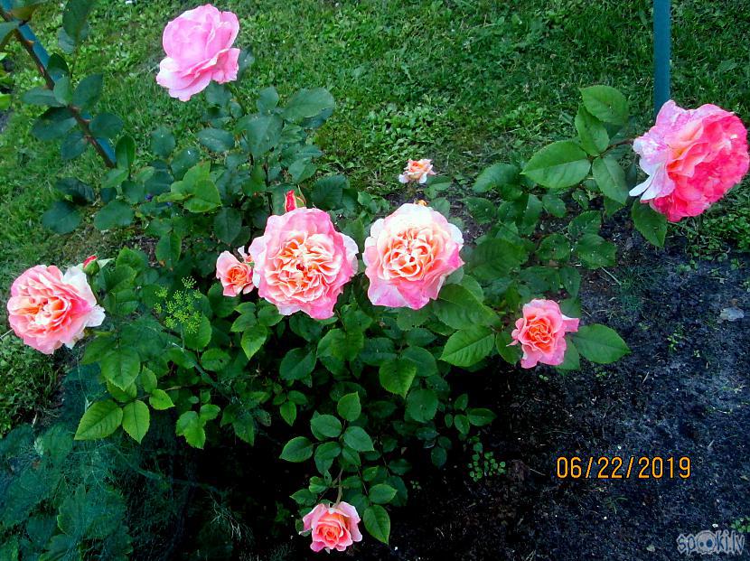 Rozes uzsāk ziedēscaronanu Autors: rasiks Dārzā pirms Jāņiem