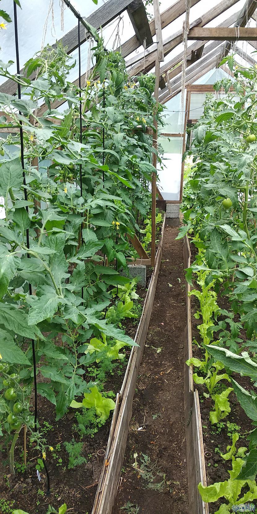 Tomāti un gar malām  salāti... Autors: Werkis2 Werķis audzē tomātus 2019