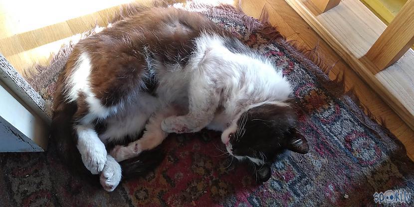 Un arī otrs kaķis arī guļ kaut... Autors: Werkis2 Werķis audzē tomātus 2019