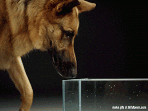 Suns dzer ūdeni No malas... Autors: The Diāna Izglītojoši gifi, kuri tevi padarīs mazliet gudrāku