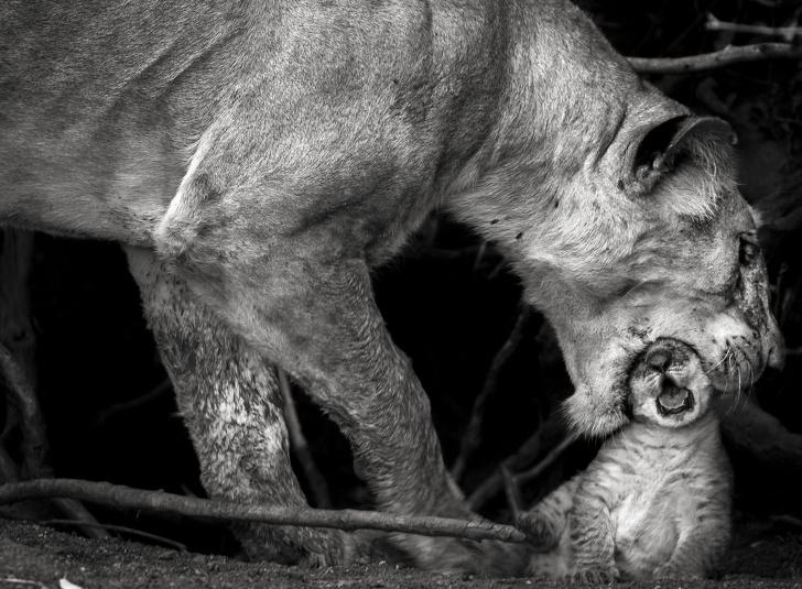 Lauvas mātīte censcaronas... Autors: Lestets Savilņojušas fotogrāfijas no "National Geographic"