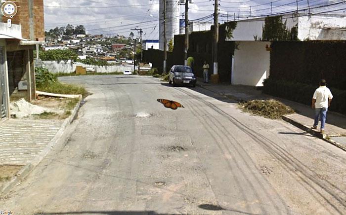 Autors: matilde Foto izlase: Dzīvnieki, kuri netīšām nokļuva «Google Street View»