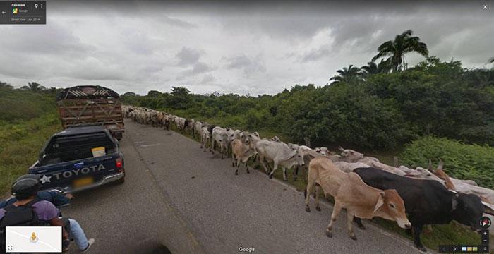  Autors: matilde Foto izlase: Dzīvnieki, kuri netīšām nokļuva «Google Street View»