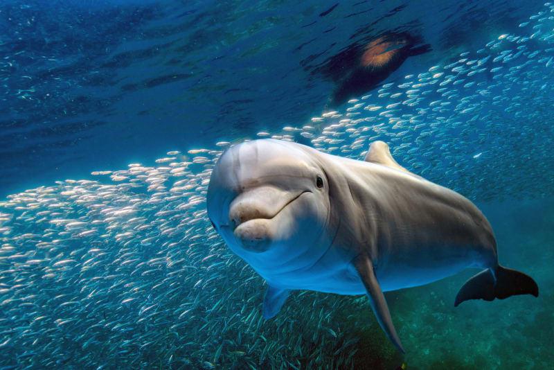 Delfīni dod citiem delfīniem... Autors: Lestets 19 neprātīgi fakti, kurus tev sagribēsies «ieguglēt»