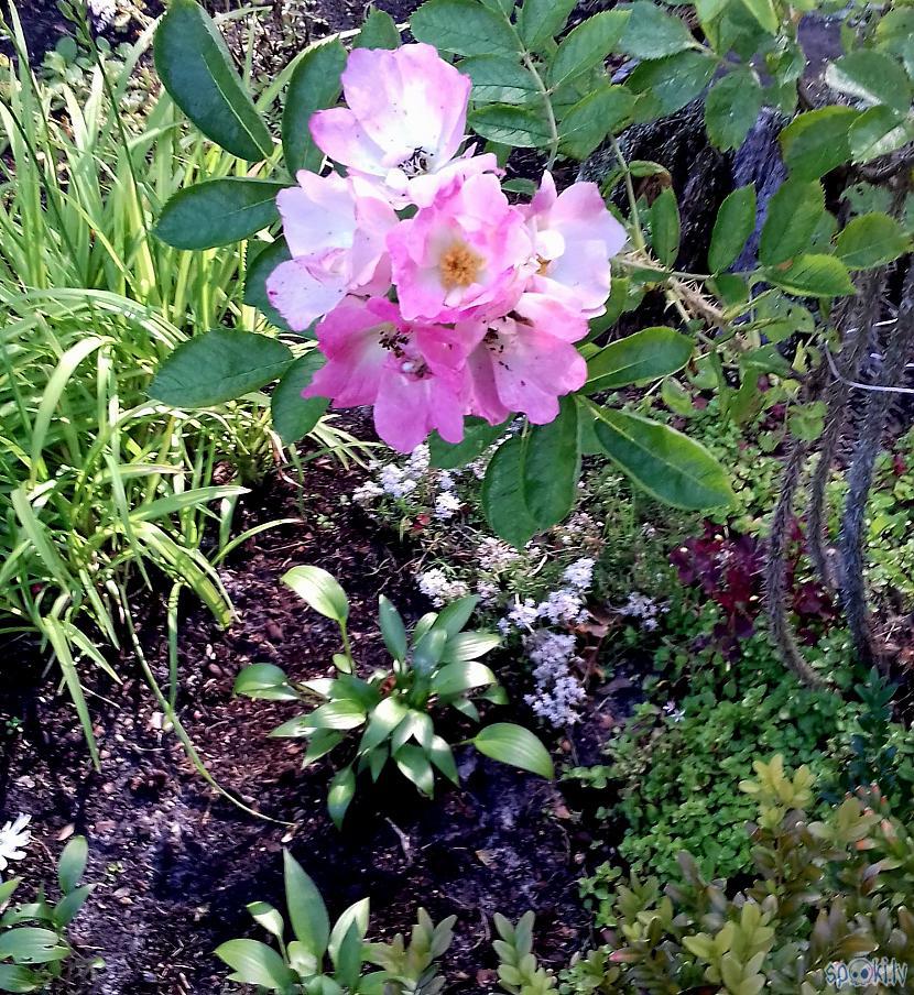 Meža dobē roze ābeļzieds Autors: rasiks Atkal tikai puķes