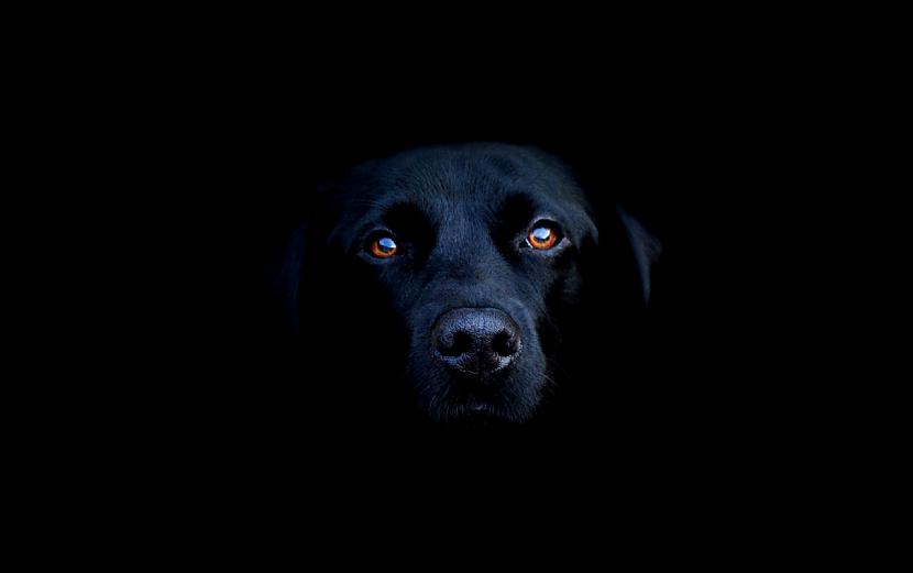 Suns kas redz garusnbsp Manam... Autors: TheOriginalHigh Spokaini stāstiņi.