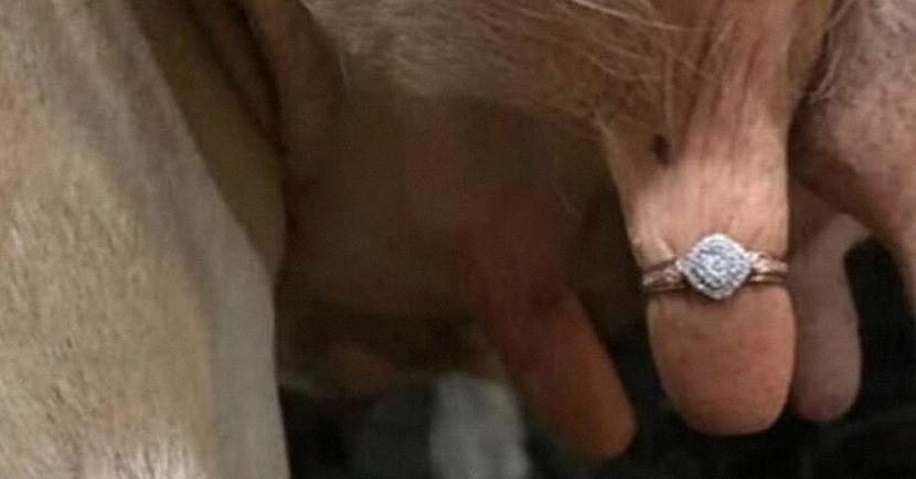 nbspAttēls kas publicēts... Autors: matilde Vīrietis bildina draudzeni ar gredzenu, kas uzvilkts uz govs pupa