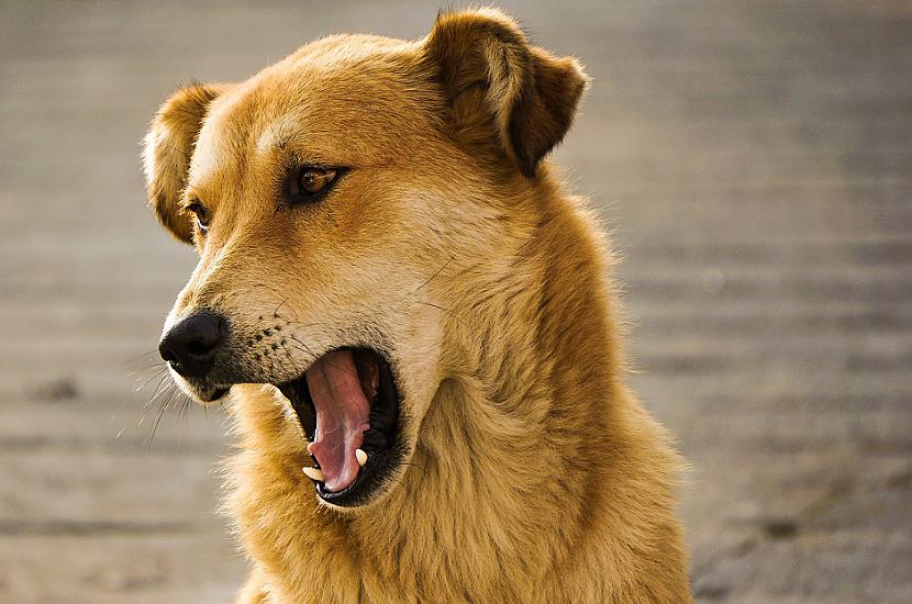 Suņu scaronķaudīscaronana... Autors: Lestets 19 satriecoši fakti, kas atklās ko jaunu par pasauli