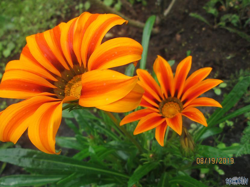 Gazānijas zied visu vasaru... Autors: rasiks Augusta akcenti dārzā