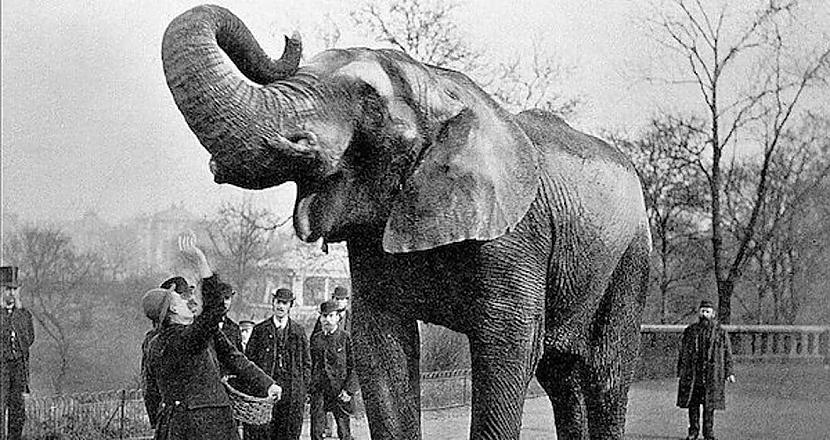 nbspMērijas dzīve līdz... Autors: Fosilija Mērija - cirka zvaigzne un zilonis, kuru nogalināja par būšanu zilonim