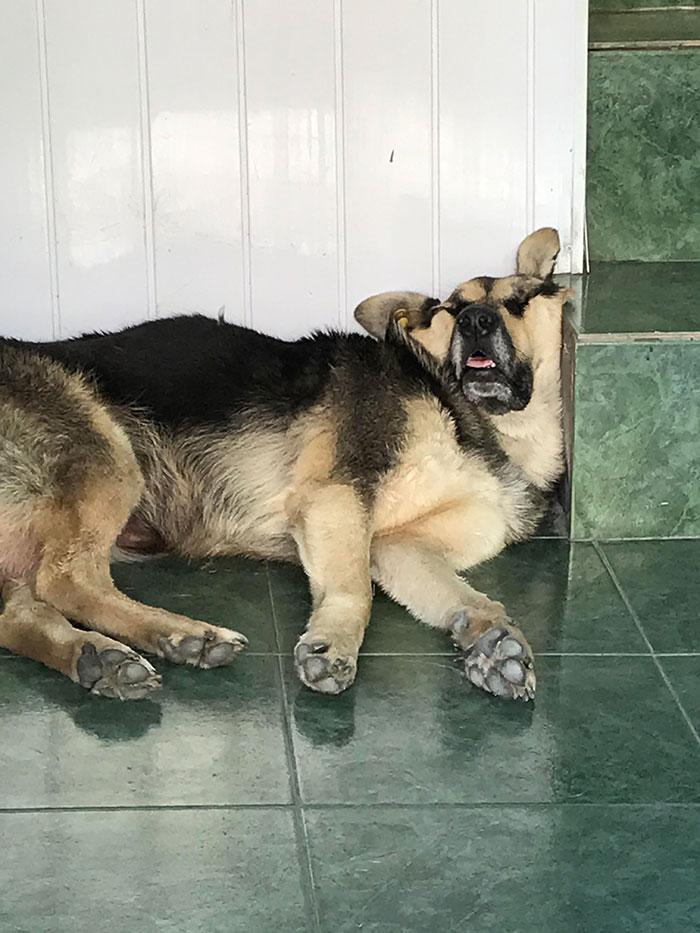  Autors: matilde 20+ suņi, kuri kaut ko darīja, bet tad aizmiga smieklīgā vai dīvainā pozā