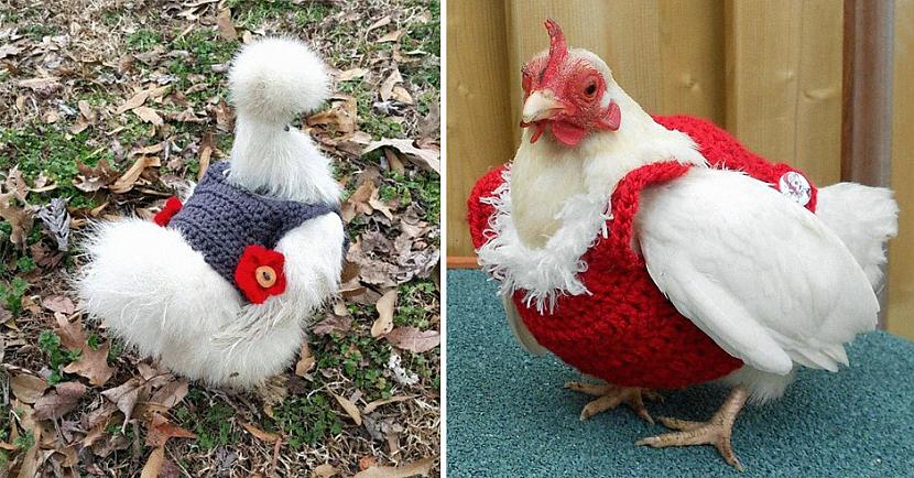 Domā ka vistām rudenī negribas... Autors: matilde Šīs ir, iespējams, stilīgākās 15 vistas šoruden