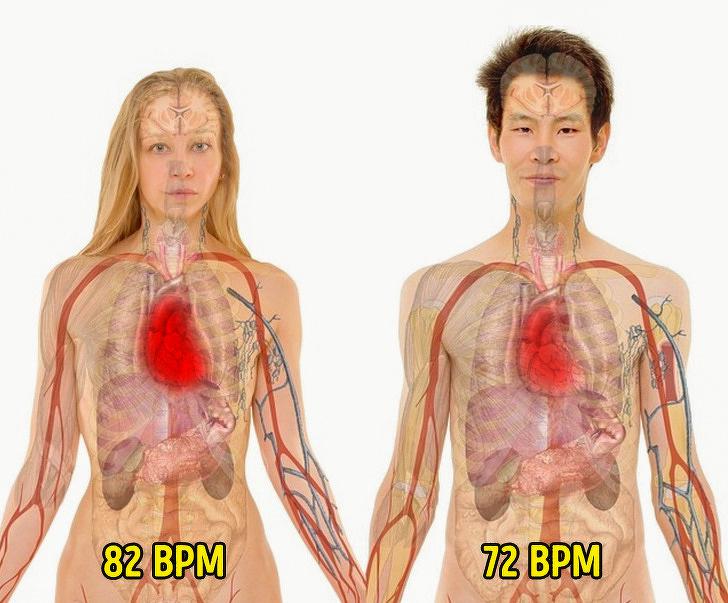 Sievietes sirds sitas ātrāk... Autors: The Diāna 12 neparasti fakti par cilvēka ķermeni