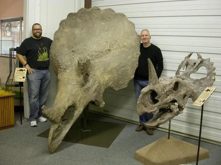 Tas ir triceratopa un... Autors: Lestets 23 bildes, kas paplašinās tavas zināšanas par pasauli vien pāris minūtēs