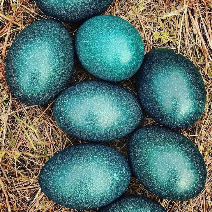 Emu olas katra no tām sver 450... Autors: Lestets 23 bildes, kas paplašinās tavas zināšanas par pasauli vien pāris minūtēs
