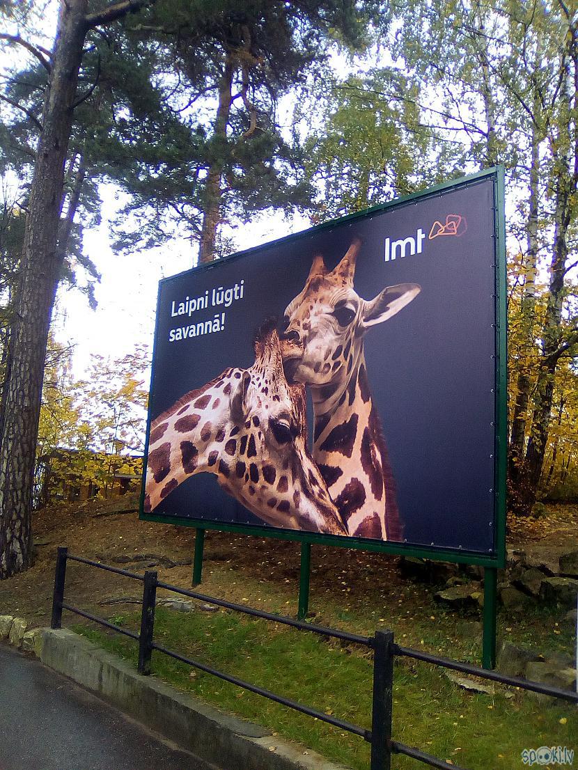 Ekspozīcijas sākums pie Žirafu... Autors: Drakonvīrs Āfrikas savanna Rīgas Zooloģiskajā dārzā