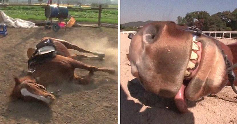 Dramatiskais zirgs kuru sauc... Autors: matilde Video: Dramatisks zirgs, kurš izliekas, ka ir miris, kad kāds mēģina uz viņa jāt