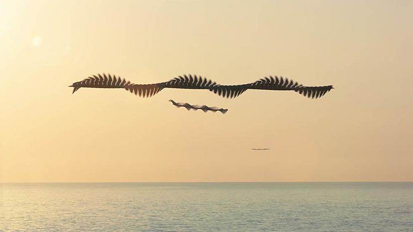  Autors: Krixee Fotogrāfa eksperiments: putna lidojums, ja tas atstātu pēdas