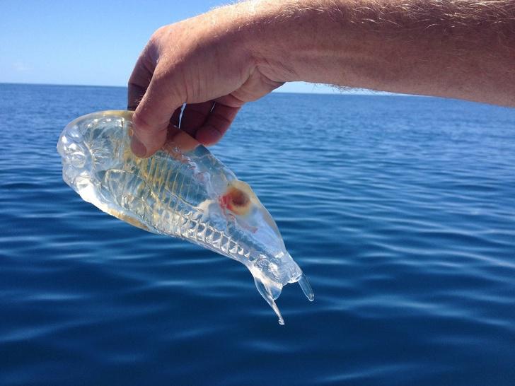 nbspCaurspīdīga zivs kas... Autors: Lestets Fotogrāfijas, kas nebeidz mūs pārsteigt