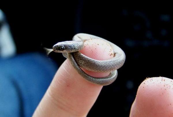 Zinu ne visiem patīk čūskas... Autors: sheislonely Pasaulē mazākie dzīvnieki