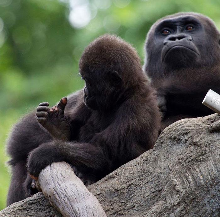 nbspVai tevi pārsteidza tas... Autors: matilde Cilvēkus pārsteigusi gorilla, kuras pirksti līdzinās cilvēka pirkstiem