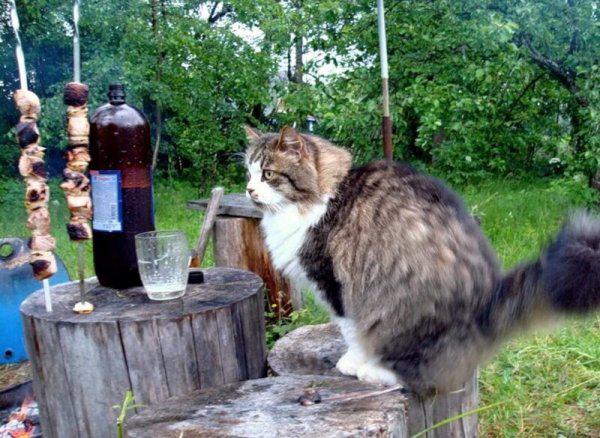  Autors: Fosilija Lauku kaķi un viņu piedzīvojumi (30 foto)
