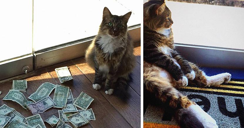 nbspTomēr darbinieku vidū... Autors: matilde Biroja kaķis peļu vietā ķer naudu, un neviens par to nesūdzas