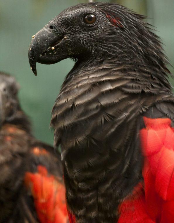 Savvaļā ir palikuscaroni tikai... Autors: Lestets Drakulas papagailis, iespējams, ir skaistākais un biedējošākais putns pasaulē
