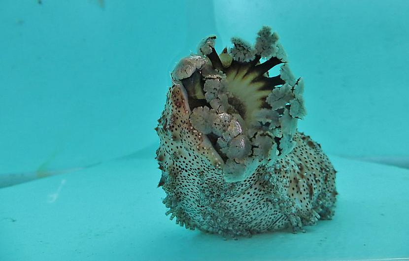 Jūras gurķi ir dzīvnieki kas... Autors: Lestets 14 absurdi fakti, kas tevi pārsteigs