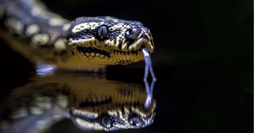San Antonio zoodārzs ASV rīko... Autors: The Diāna Zoodārzs nosauks žurku bijušā vārdā un Valentīndienā to publiski izbaros čūskām