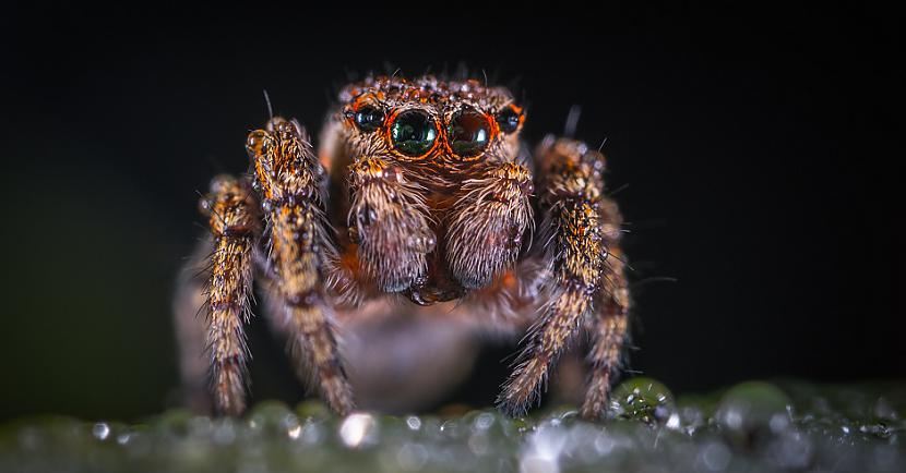 ZirnekļiZirnekļi ir svarīga... Autors: Lestets 10 kukaiņi, kurus mums nevajadzētu nogalināt