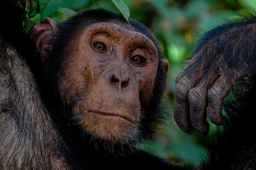 Scaronimpanzes izjūt... Autors: Lestets 12 fakti par dzīvniekiem, kas tos padara cilvēcīgākus par pašiem cilvēkiem